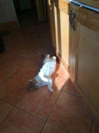 High angle view of cat on floor at home