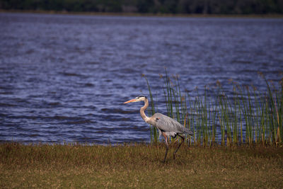 Large wading great blue heron ardea herodias wading bird at myakka state park in sarasota