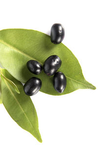 Close-up of green fruit against white background