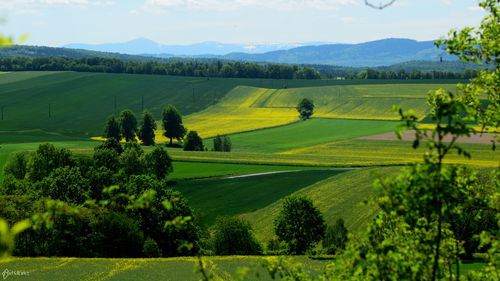 Scenic view of field against sky