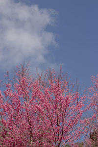 Low angle view of cherry blossoms against sky