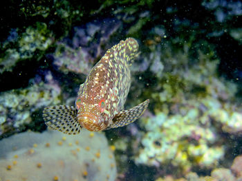 Close-up of fish swimming in sea