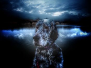 Dog on lake against sky