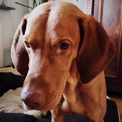 Close-up portrait of a dog looking away