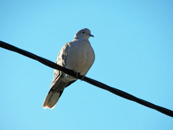 Low angle view of bird perching on cable against clear sky