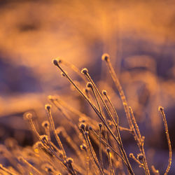 Brightly lit frozen, snow covered plants during the sunrise hour. 