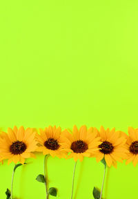 Close-up of sunflowers against yellow background