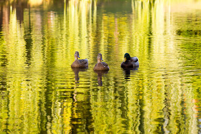 Mallard drake and two hens swimming in pond with reflection of warm fall colours 