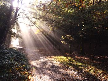 Sun shining through trees