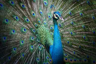 Close-up of peacock