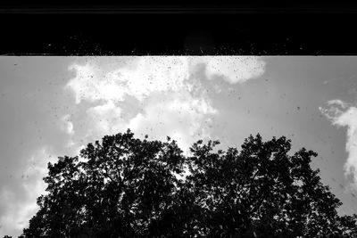 Low angle view of trees against sky