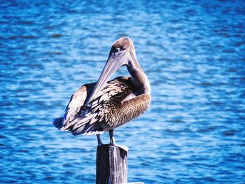 Bird perching on wooden post in the ocean