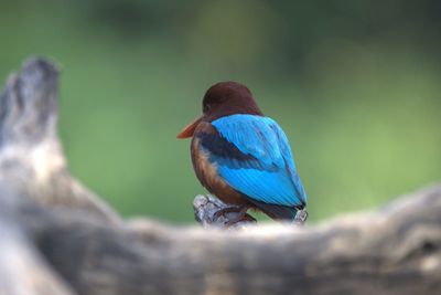 Close-up of bird perching on a tree