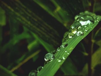 Close-up of raindrops on leaf