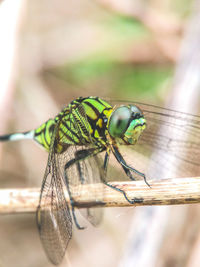 Close-up of insect