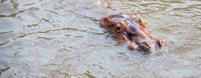 High angle view of dog on river