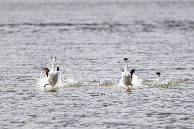 Birds swimming in lake