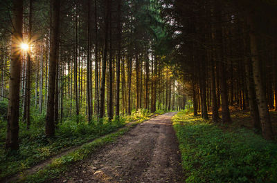 View of trees in forest