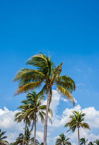 Low angle view of palm trees against blue sky