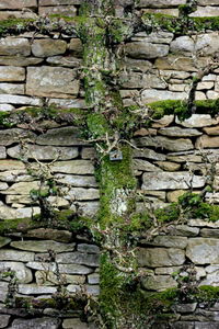 Ivy growing on brick wall