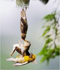 animal themes, one animal, animals in the wild, wildlife, focus on foreground, bird, side view, mammal, full length, rear view, pets, day, yellow, selective focus, two animals, nature, outdoors, domestic animals, close-up, zoology