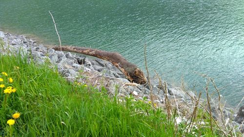 Scenic view of sea by grass