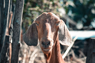 Close-up of a horse