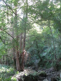 Trees in forest