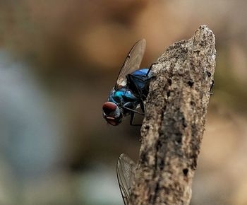 Close-up of damselfly perching on leaf