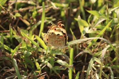 Close-up of butterfly on plant