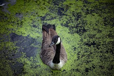 Close-up of bird by lake