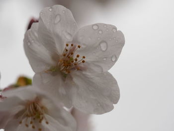 Close-up of raindrops on white flower