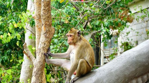 Lion sitting on tree trunk