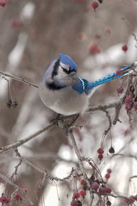 Close-up of bird perching on branch