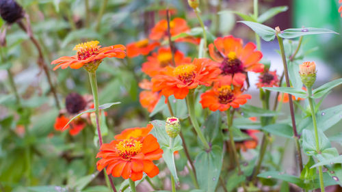 Close-up of orange marigold flowers