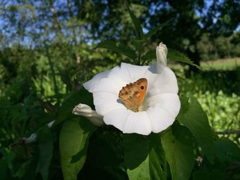 Close-up of butterfly on flower