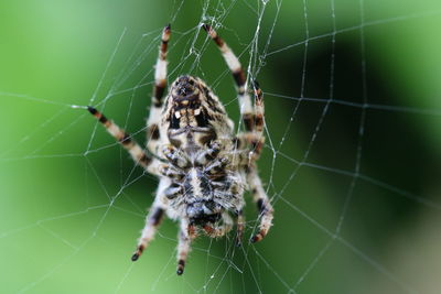 Close-up of spider on web