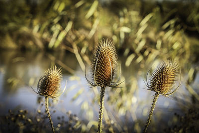 Close-up of thistle