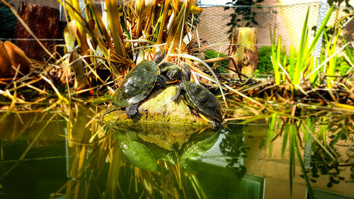 Close-up of frog on plant