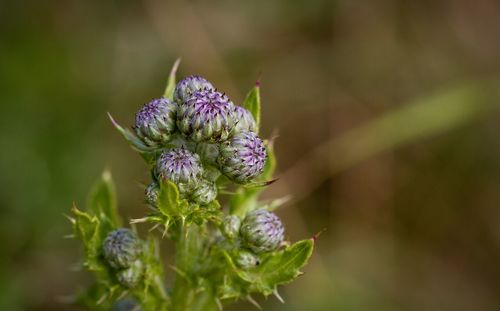 Close-up of purple flowering plant