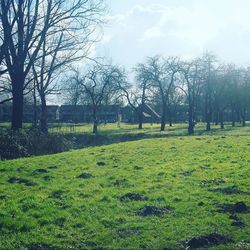 Trees on grassy field