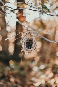 Close-up of spider web on plant