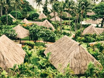 Houses by trees in village