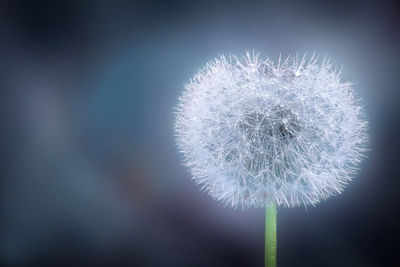 Close-up of dandelion against white wall