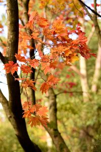 Close-up of orange maple leaves on tree