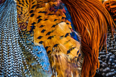 Close-up of peacock