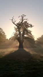 Silhouette tree against sky during sunset