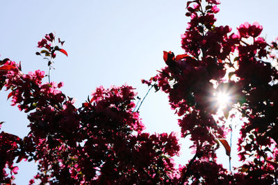 Low angle view of flowering plant against sky