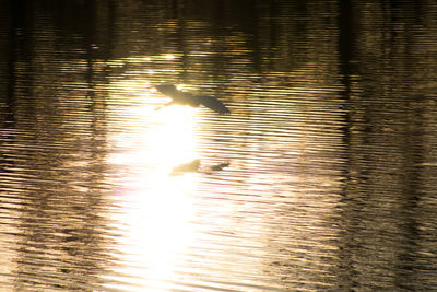 Birds on lake during sunset