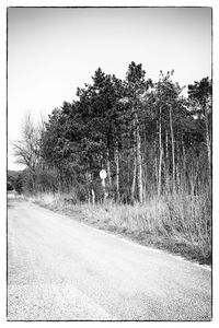 Road passing through trees